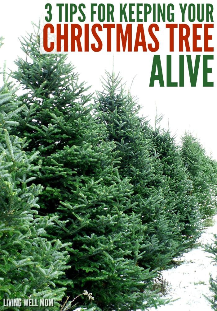 How to Keep Your Christmas Tree Alive - 3 Simple Tips