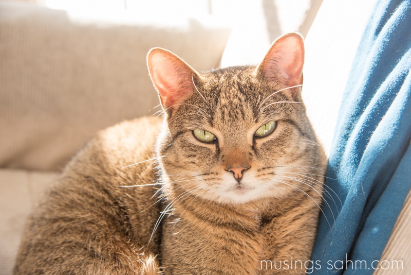 Josie the cat