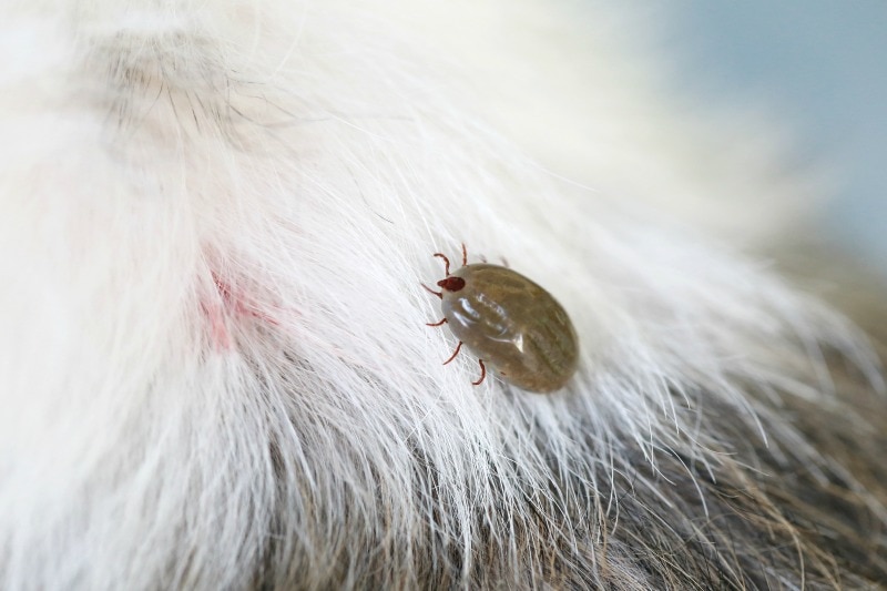 The Simple AllNatural Tick Repellent for Dogs