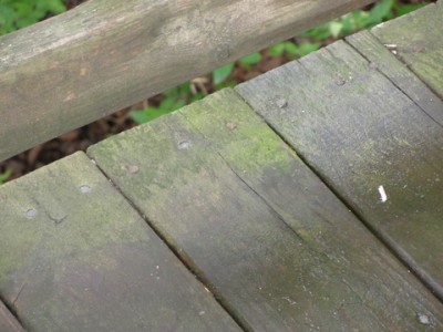 wood deck boards with green algae