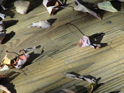 deck treated with Thompson's Waterseal product with dead leaves