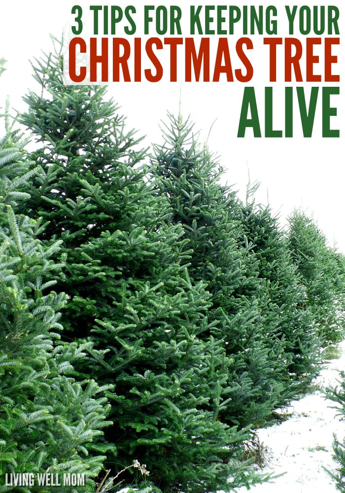 How to Keep Your Christmas Tree Alive 3 Simple Tips