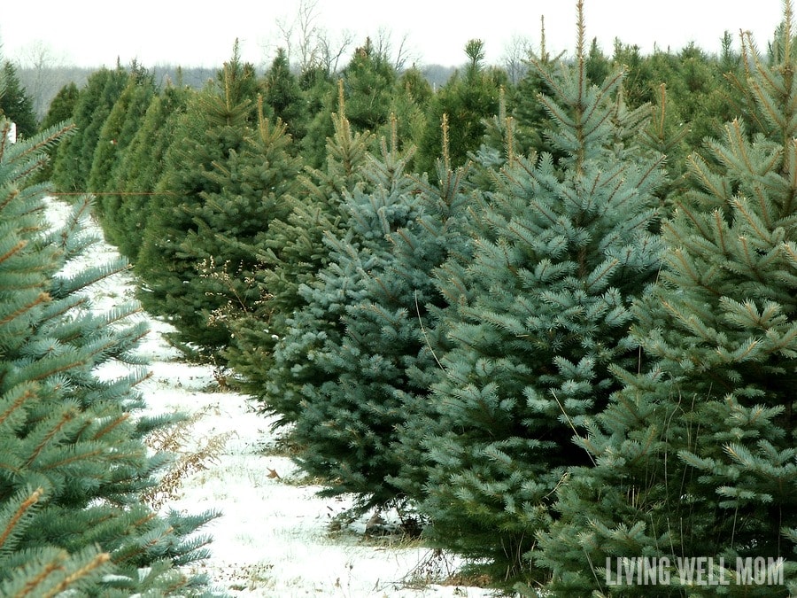 How to Keep Your Christmas Tree Alive 3 Simple Tips