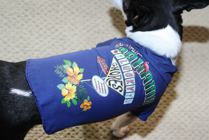 Summer Fun with PetSmart Tommy Bahama Pet Products {Giveaway} - Living ...