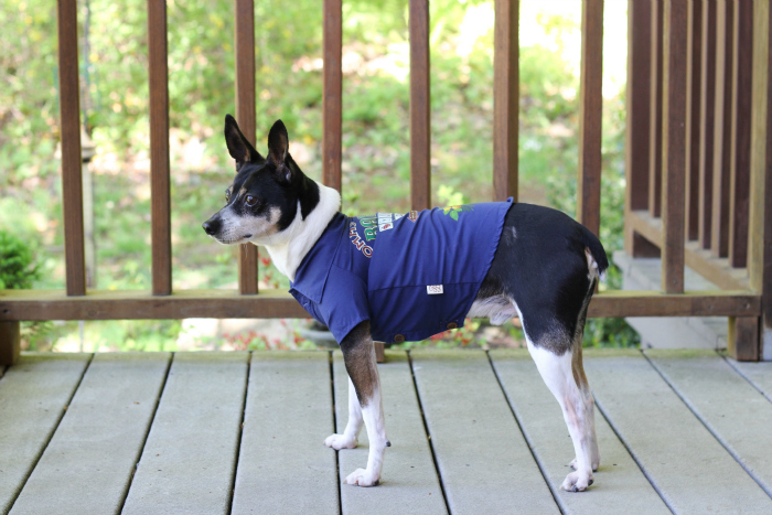 Summer Fun with PetSmart Tommy Bahama Pet Products {Giveaway} - Living ...