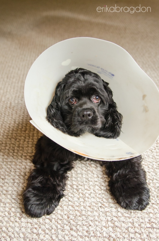 When Can I Take The Cone Off My Dog When Can I Take The Cone Off My Dog