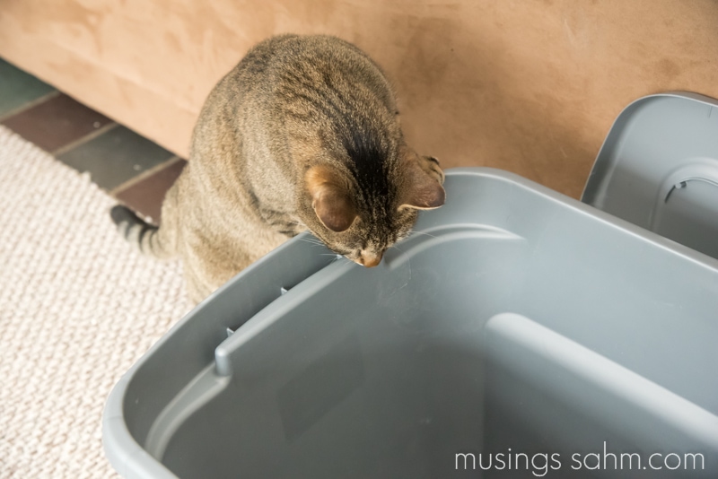 The Original DIY Mess Free Cat Litter Box Living Well Mom