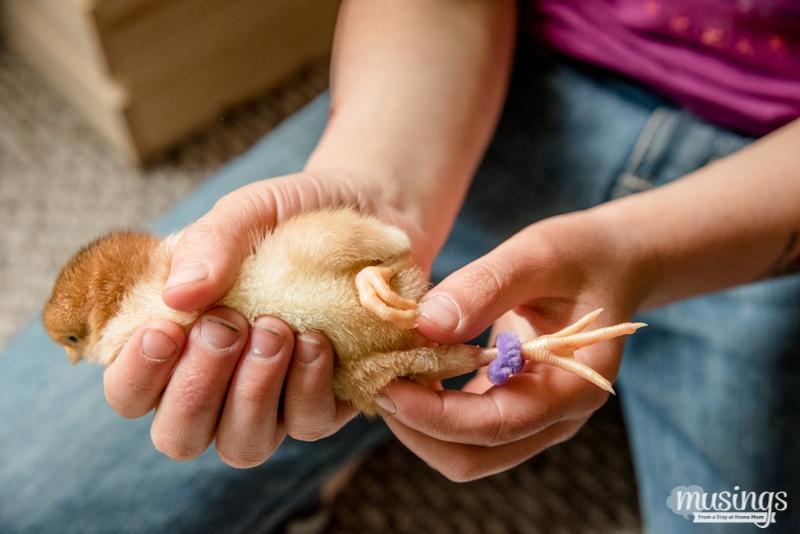 The Easy Method for How to tell Baby Chicks Apart - Raising Chickens