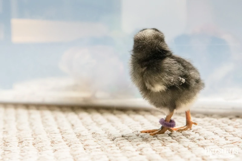 How to Tell Baby Chicks Apart - Raising Chickens