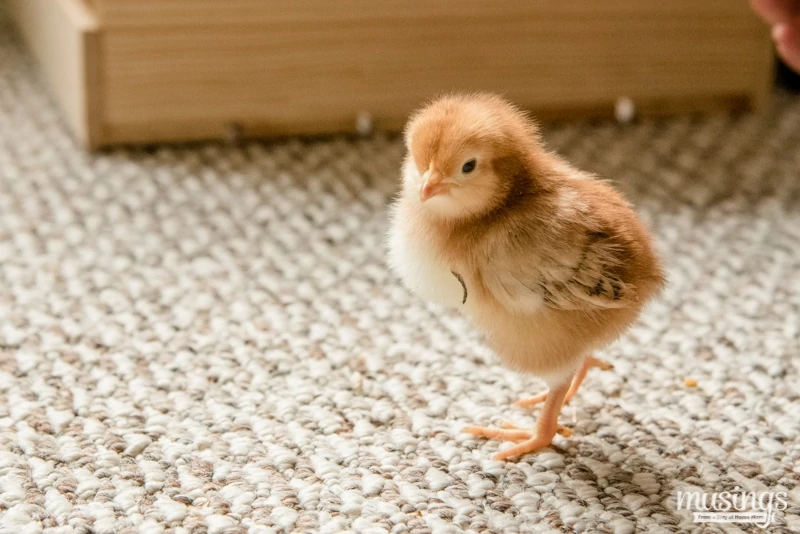 Rhode Island Red Chick - How to Tell Baby Chicks Apart
