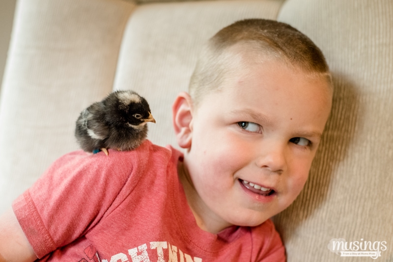 Raising Chickens - How to Tell Baby Chicks Apart