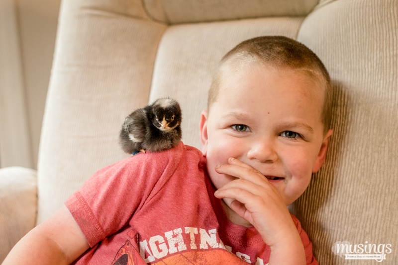 Raising Chickens - How to Tell Baby Chicks Apart