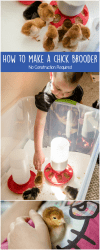 Our New Chicks + How to Make a Chick Brooder - Living Well Mom