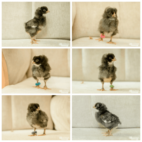 How to Tell Baby Chicks Apart - Living Well Mom