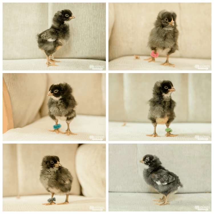 How to Tell Baby Chicks Apart - Barred Plymouth Rock chicks