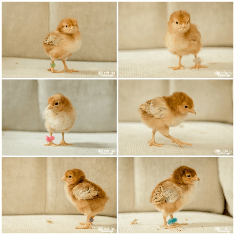 How to Tell Baby Chicks Apart - Rhode Island Red chicks