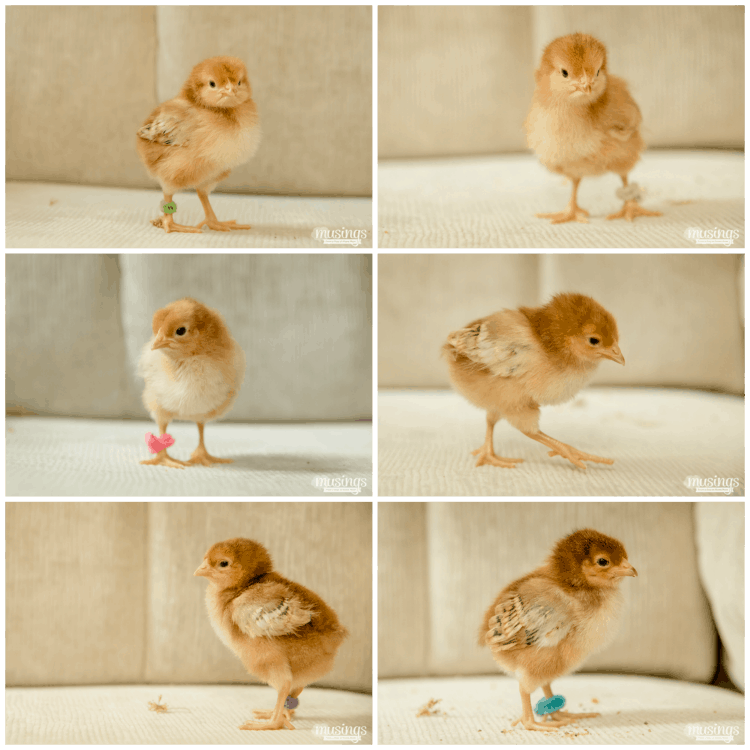 How to Tell Baby Chicks Apart - Rhode Island Red chicks