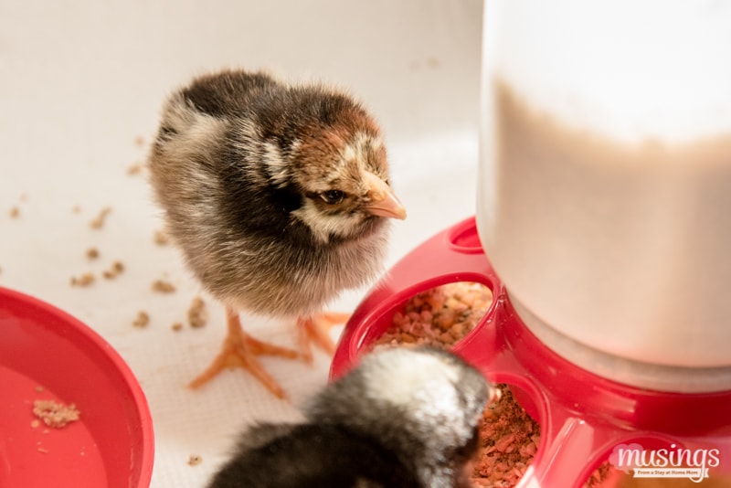 Silver Laced Wyandotte chick - How to make a simple chick brooder | raising chickens