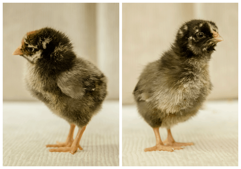 How to Tell Baby Chicks Apart - Silver laced wyandotte chicks