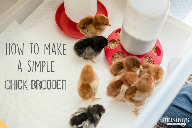 How to make a simple chick brooder | raising chickens