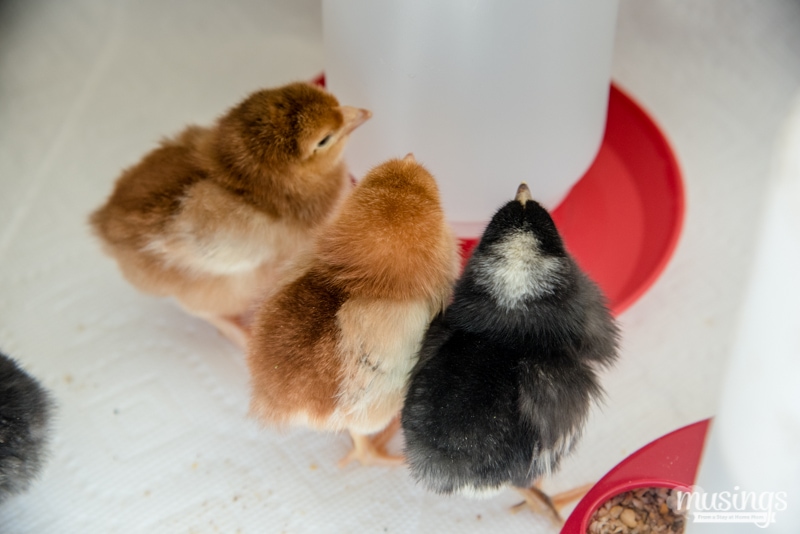 How to make a simple chick brooder | raising chickens