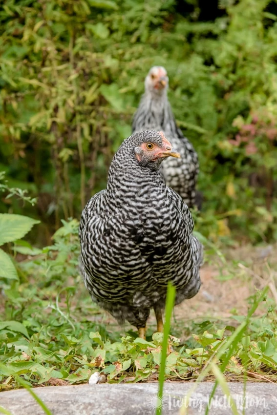 Plymouth Barred Rock