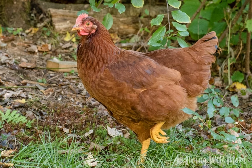 Rhode Island Red Meredith