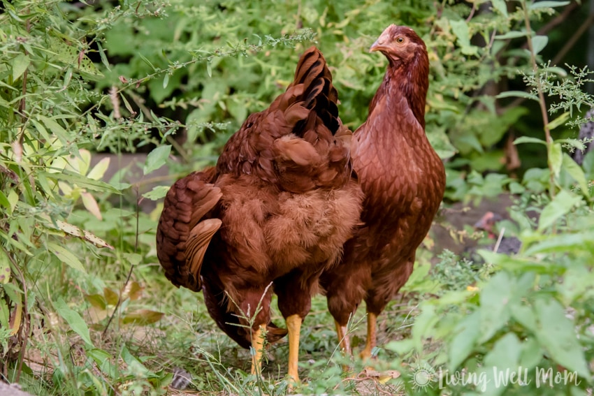 Rhode Island Red chickens