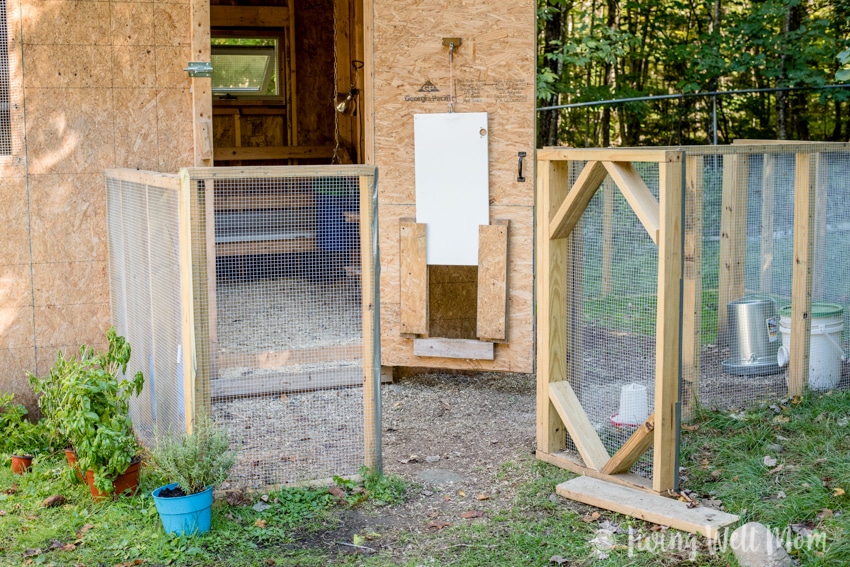 Come tour our chicken coop. I’ll show you around our homemade coop and share a few tricks we’ve learned about keeping backyard chickens.