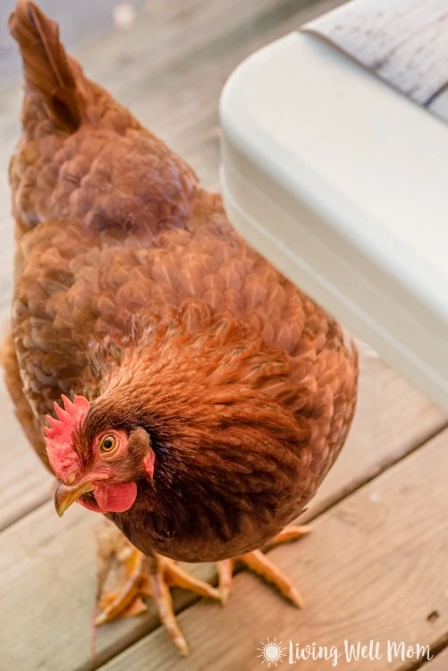 Rhode Island Red pullet