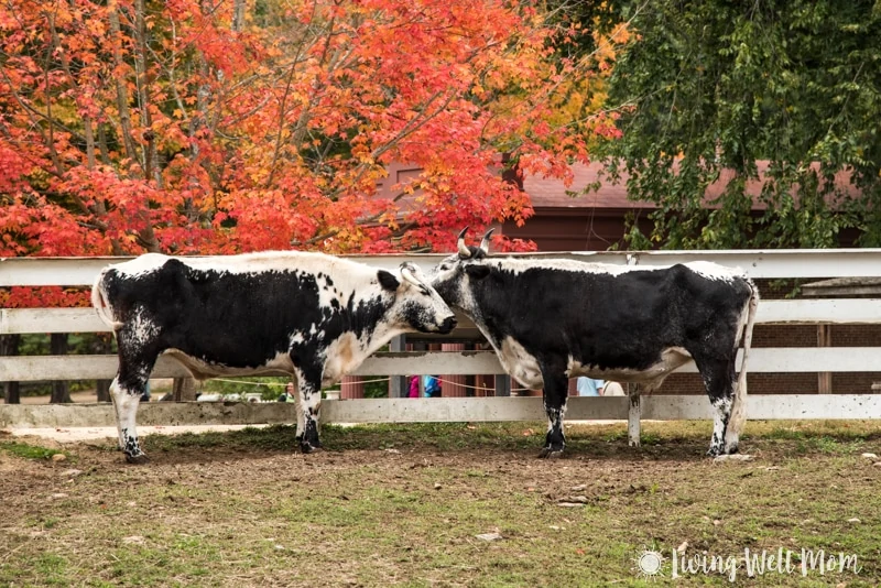 Old Sturbridge Village oxen