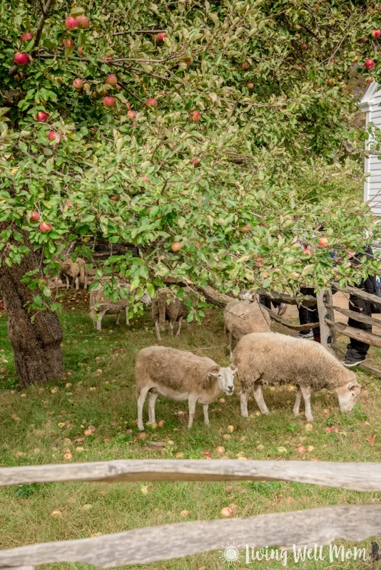 Old Sturbridge Village sheep