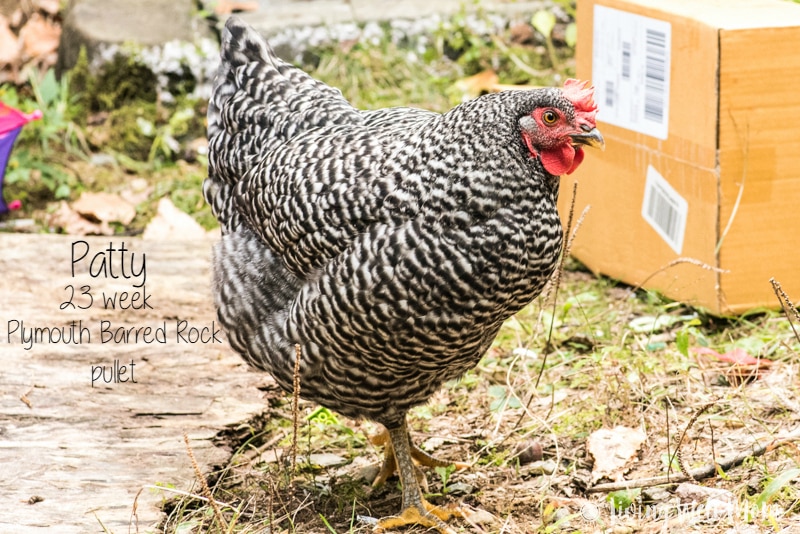Plymouth Barred Rock pullet