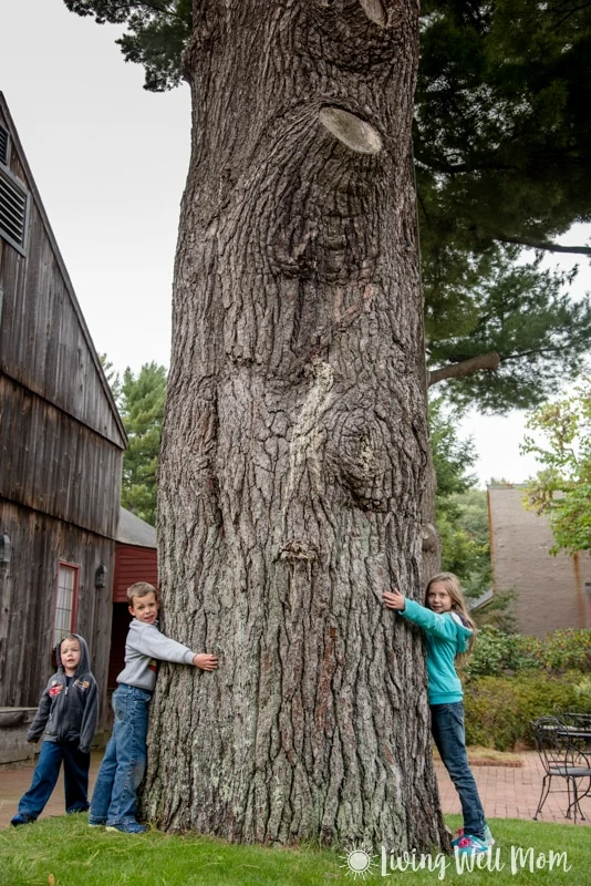 giant tree