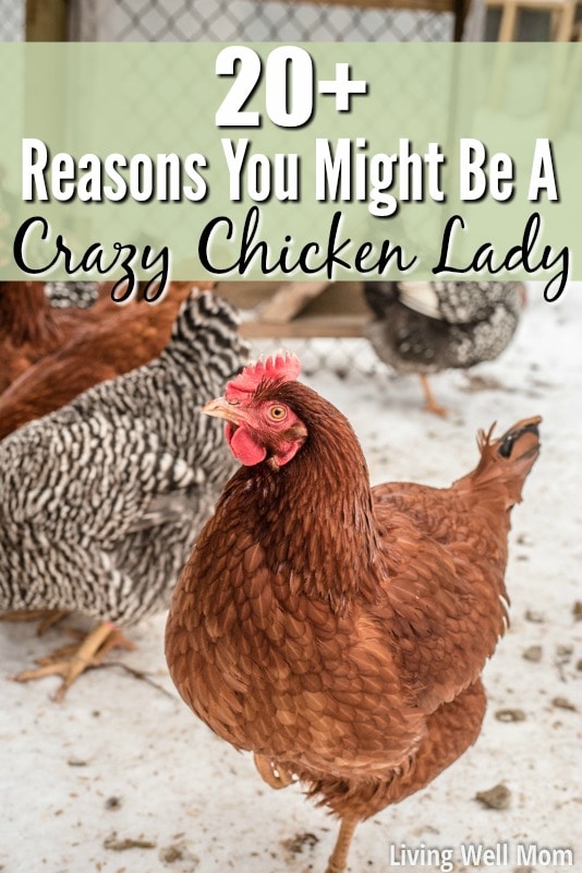 Love chickens? Here’s 25+ reasons why you might have joined the crazy chicken lady club!