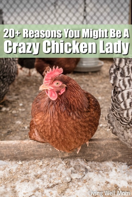 Love chickens? Here’s 25+ reasons why you might have joined the crazy chicken lady club!