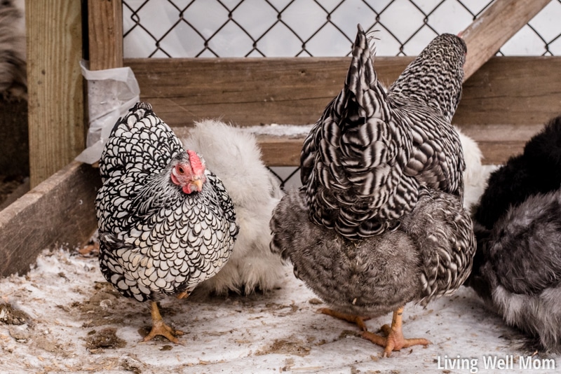 Love chickens? Here’s 25+ reasons why you might have joined the crazy chicken lady club!