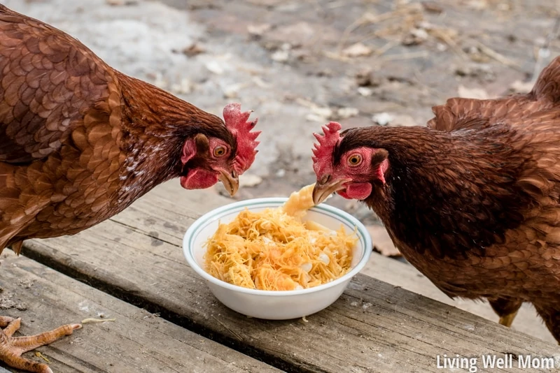 Chickens eating spaghetti squash seeds! They love it!