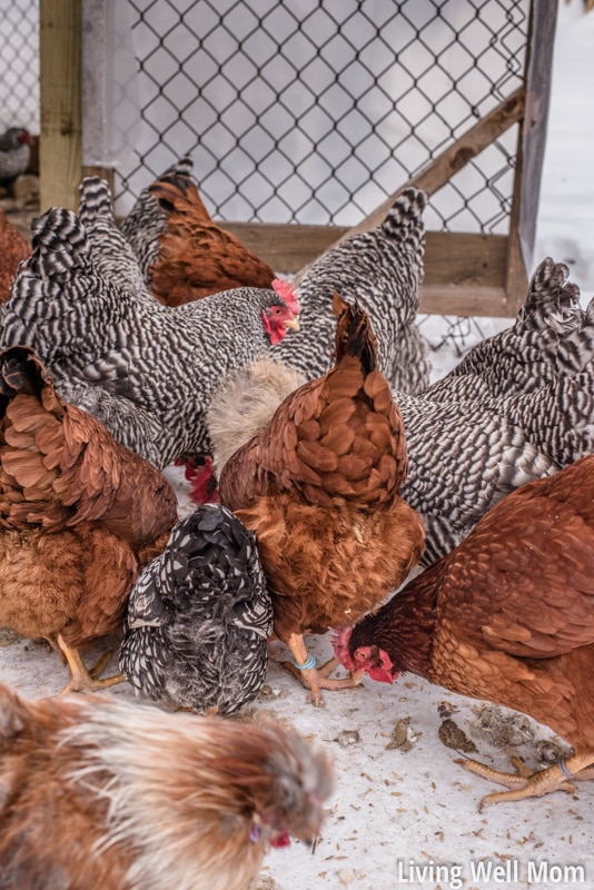 Love chickens? Here’s 25+ reasons why you might have joined the crazy chicken lady club!