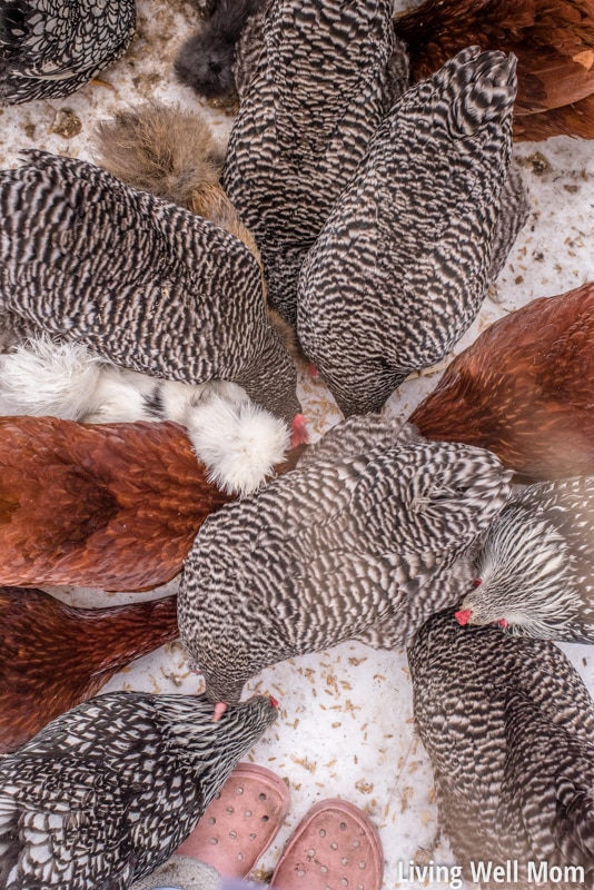 Love chickens? Here’s 25+ reasons why you might have joined the crazy chicken lady club!