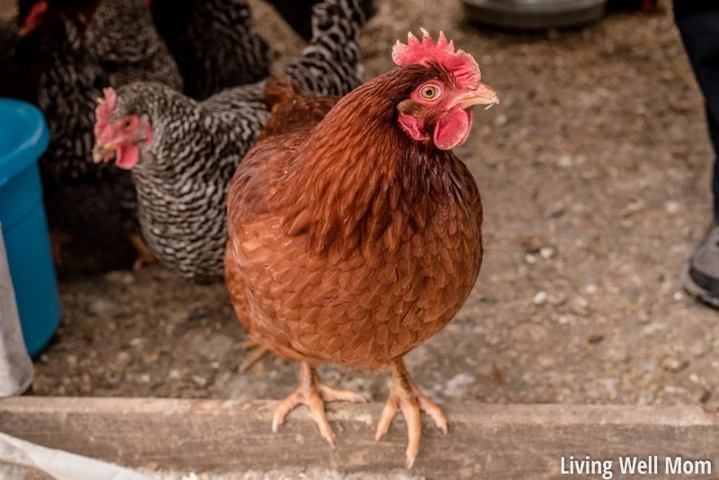 Love chickens? Here’s 25+ reasons why you might have joined the crazy chicken lady club!