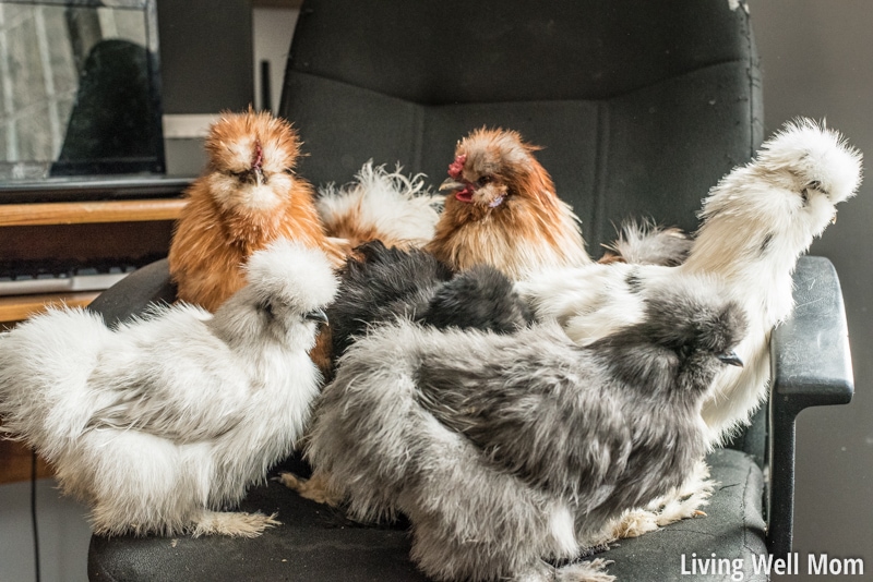 Love chickens? Here’s 25+ reasons why you might have joined the crazy chicken lady club!