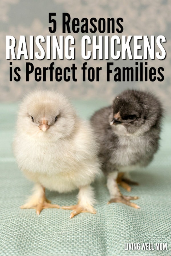 5 Reasons Raising Chickens is Perfect for Families Living Well Mom
