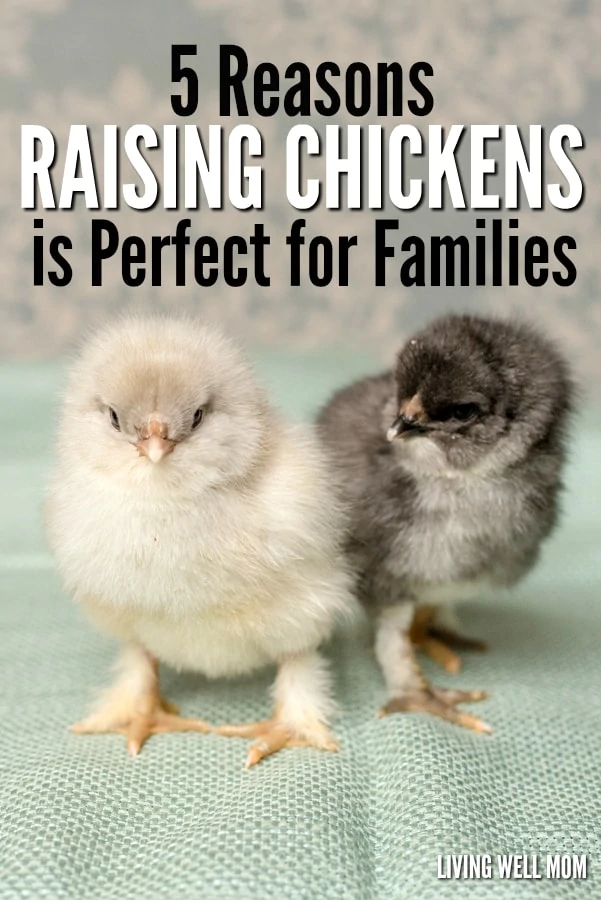 Thinking about getting chickens? There's more benefits than just fresh eggs! Here's 5 reasons why raising chickens is perfect for families!