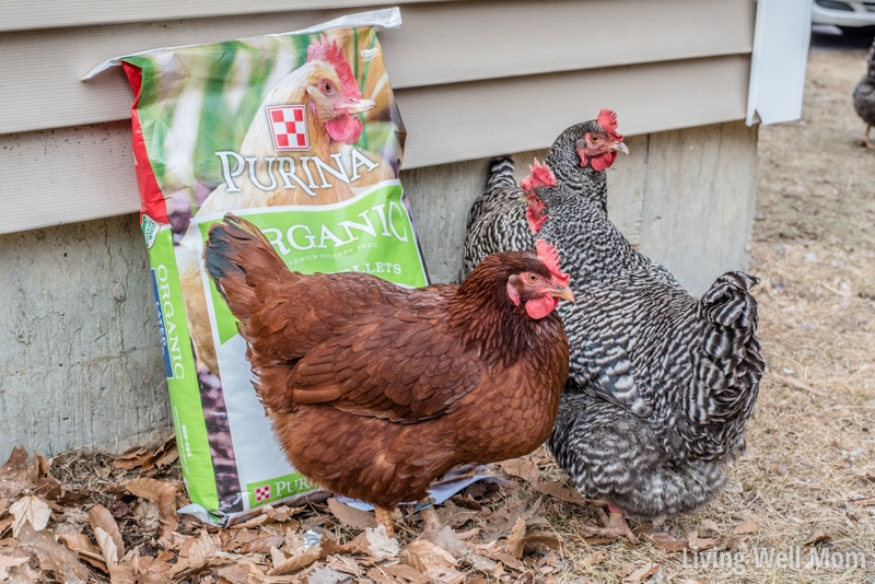 Thinking about getting chickens? There's more benefits than just fresh eggs! Here's 5 reasons why raising chickens is perfect for families!