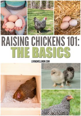 Raising Chickens 101: The Basics