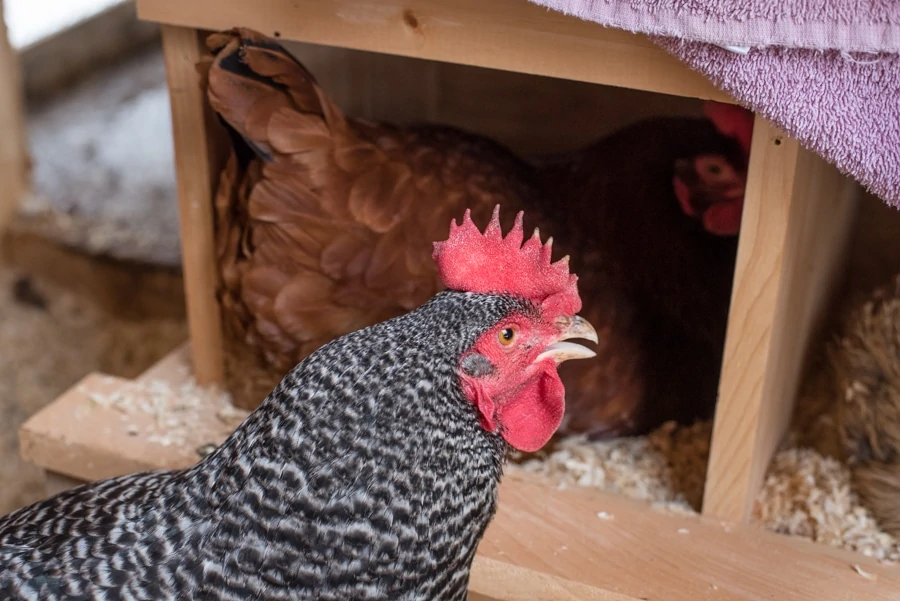 Thinking about getting chickens? There's more benefits than just fresh eggs! Here's 5 reasons why raising chickens is perfect for families!