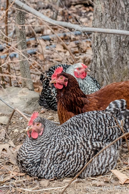 Thinking about getting chickens? There's more benefits than just fresh eggs! Here's 5 reasons why raising chickens is perfect for families!