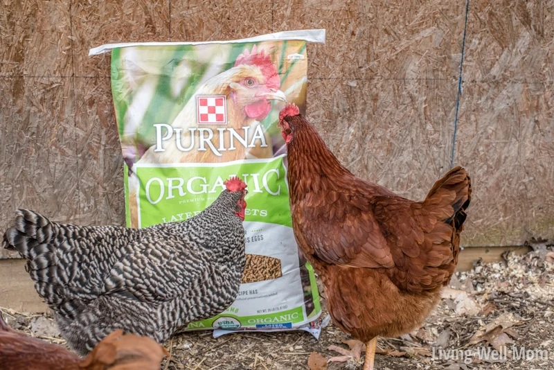 Thinking about getting chickens? There's more benefits than just fresh eggs! Here's 5 reasons why raising chickens is perfect for families!