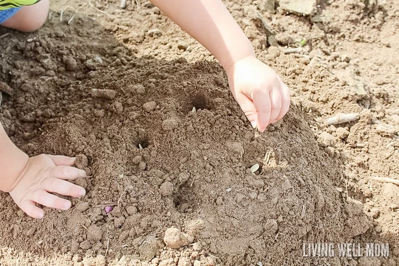 Thinking about getting your little ones involved with the garden? Here’s why pumpkins are a great starter plant for kids and how to grow them!